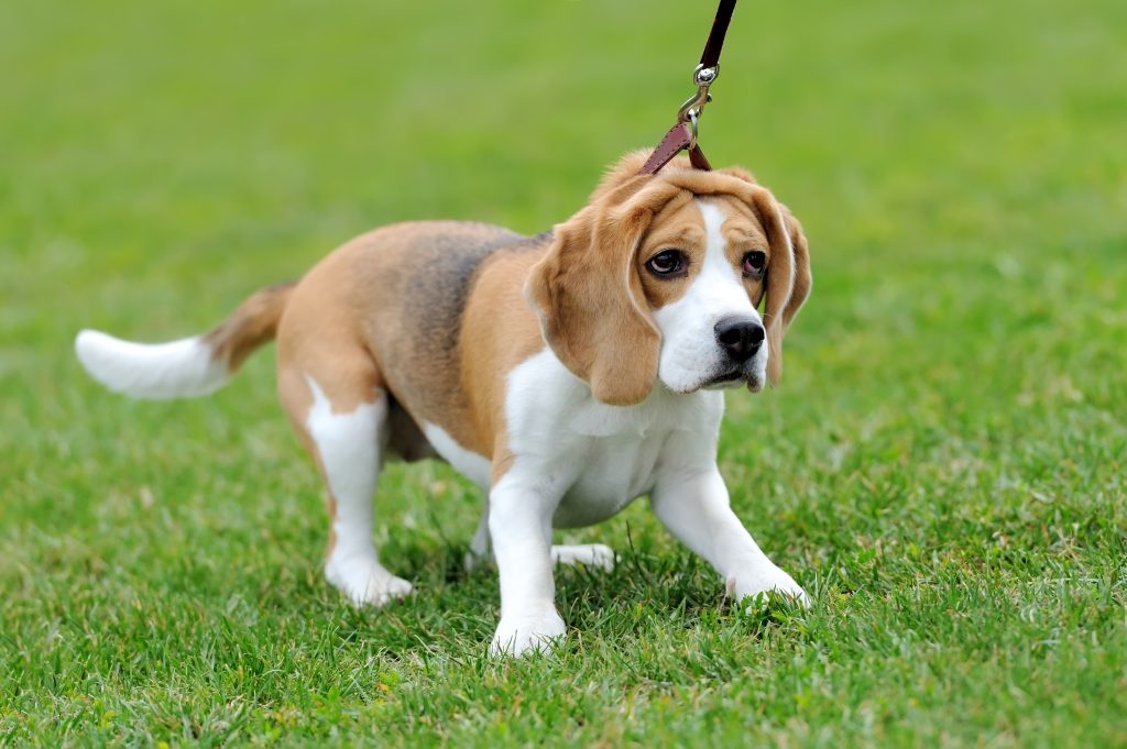 are beagles playful dogs