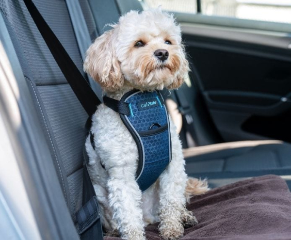 Company of Animals CarSafe Crash Tested Dog Harness - Blue - Image 2